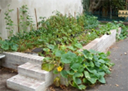 This photo shows a raised vegetable garden. This photo was taken from the Sydney Region. 