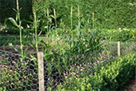 This photo shows vegetable gardens. This photo was taken from Branbourne Farm Kitchen Garden. 