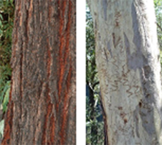 This photo shows contrasting bark colour and texture. 