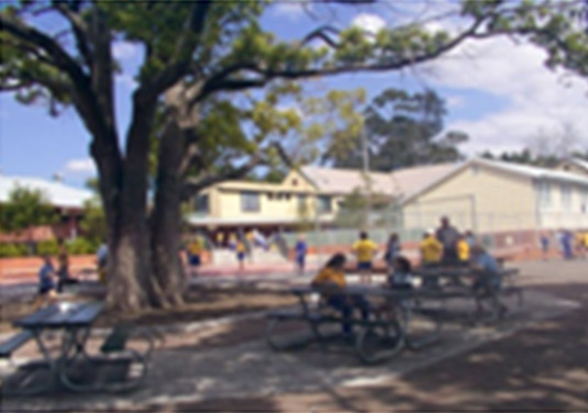This photo shows a tree which is a landmark feature within the playground and provides shade and a focus for gathering.