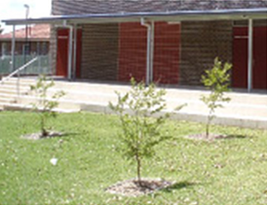 This photo shows trees planted in turf which have a mulch surround to protect against mower damage. This photo was taken from the Sydney Region. 