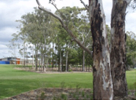 This photo shows existing stands of trees which have been retained and protected on site. Those removed were reused as mulch. This photo was taken from the South Western Sydney Region. 