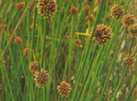 This photo shows the plant, Isolepis nododsa. 