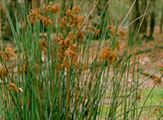 This photo shows the plant, Juncus usitatus.